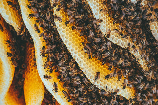 Beeswax for Skin Care: Healing and Protecting Benefits for Active Hands and Athletes