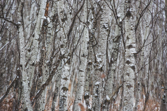 Unlock the Benefits of Sweet Birch Oil: Why Birch Oil is Essential for Hard-Working Hands